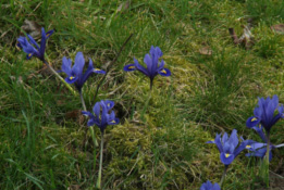 Iris reticulata 'Harmony'Gegroefde lis bestellen